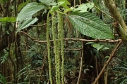 <strong>Boehmeria platyphylla - Ramon, Laurence - 203</strong><br />© Ramon, Laurence